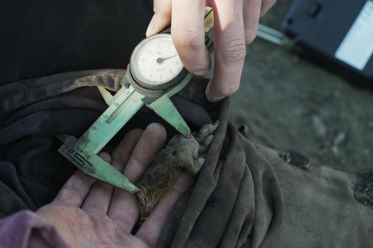 Marmots Climate Research