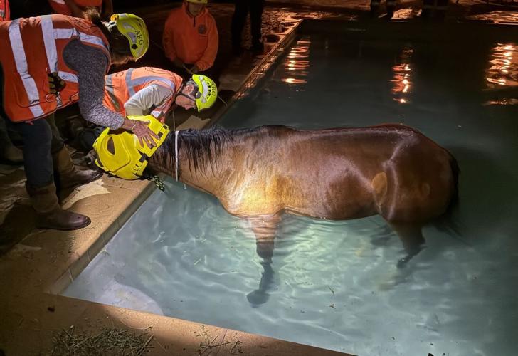 Horse rescue