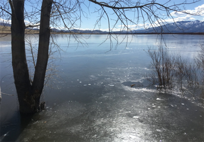 Fire Crews Save Dog That Fell Though Ice on Washoe Lake
