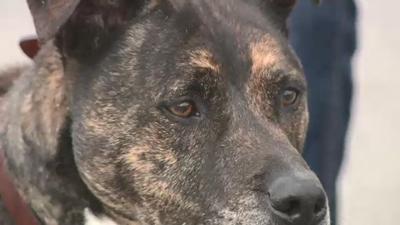 Fast Track Pet Adoption Program Showing Promise