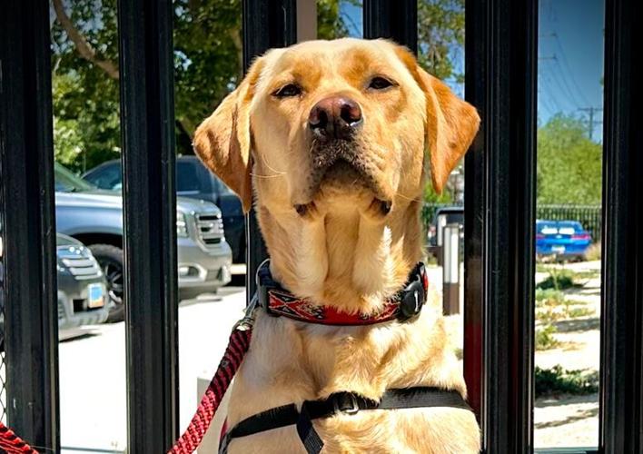 K9 Lambeau