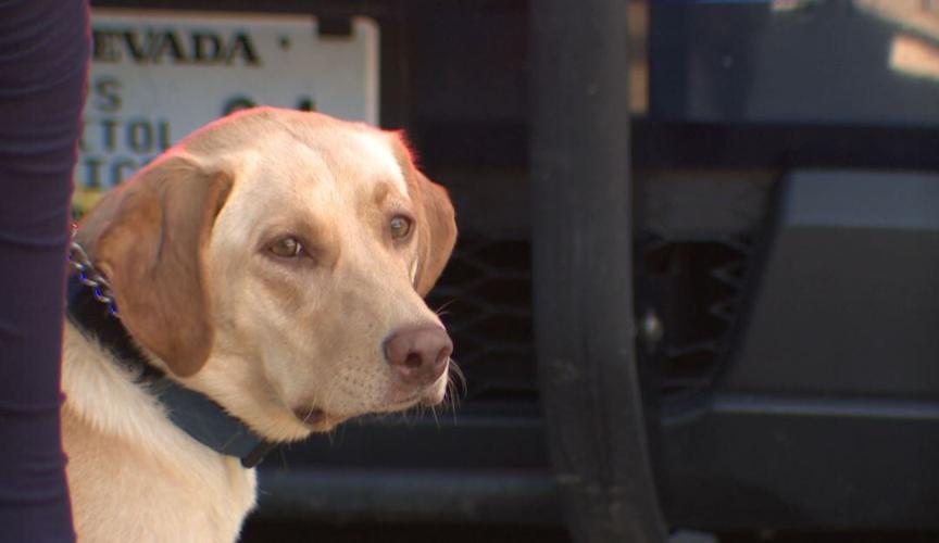 K9 Honey