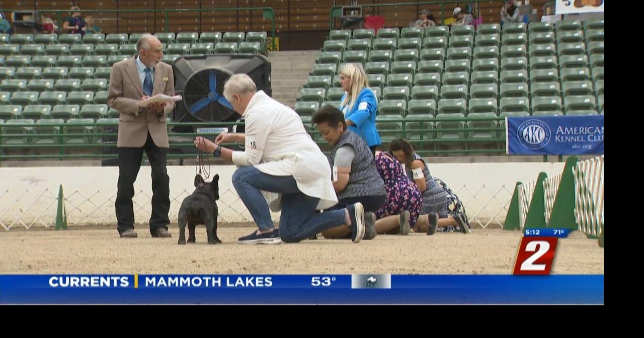 Reno Kennel Club All Breed Dog Show News