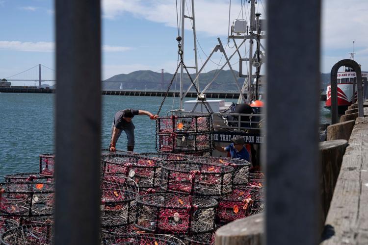 Climate Heat California Whale Death