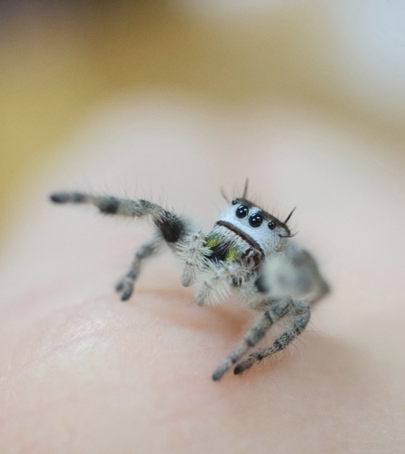 SpiderStuff