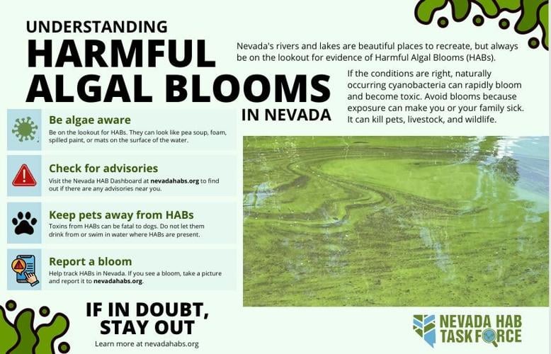 Harmful Algal Blooms flyer.JPG