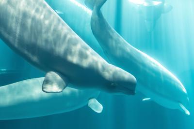 Beluga Whale Deaths