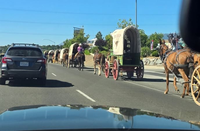 Cattle Drive 2025, near Sun Valley Blvd.