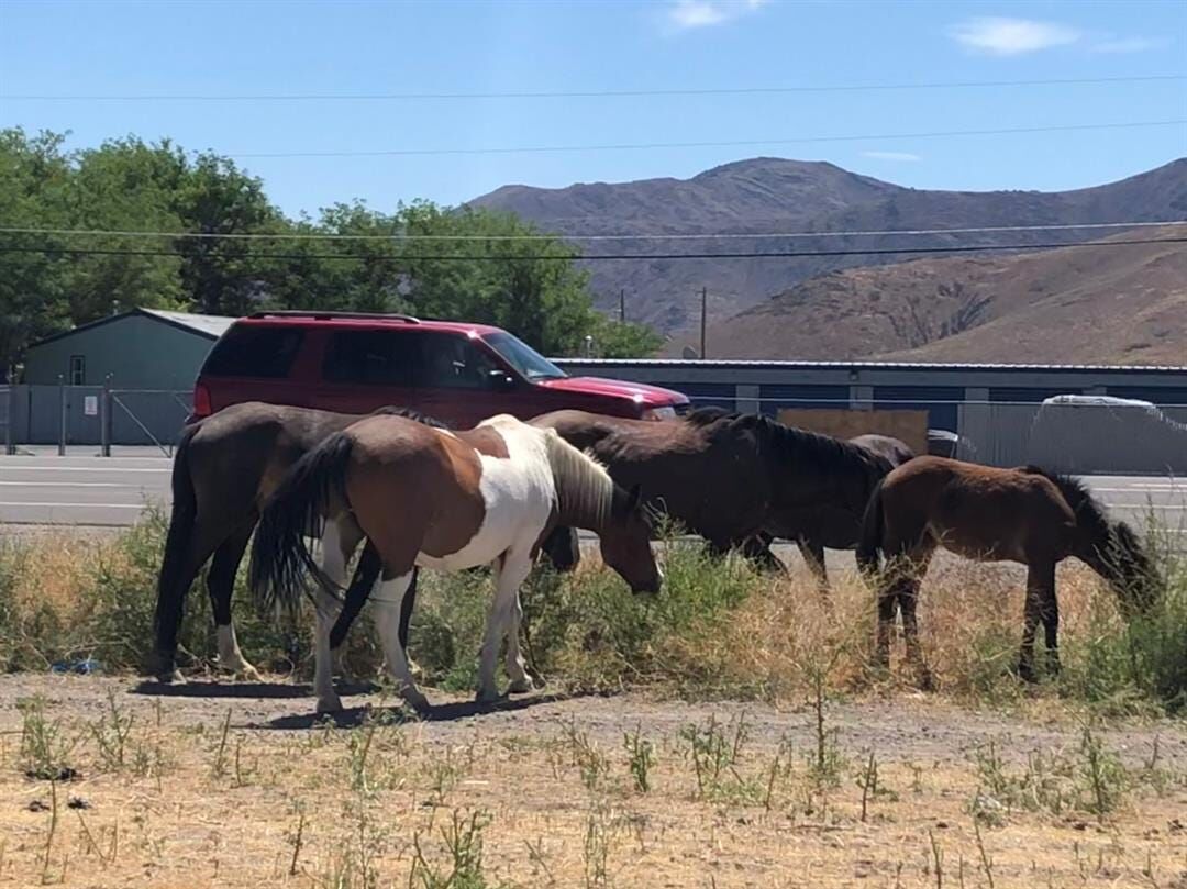 Wild Horse and Burro  Bureau of Land Management