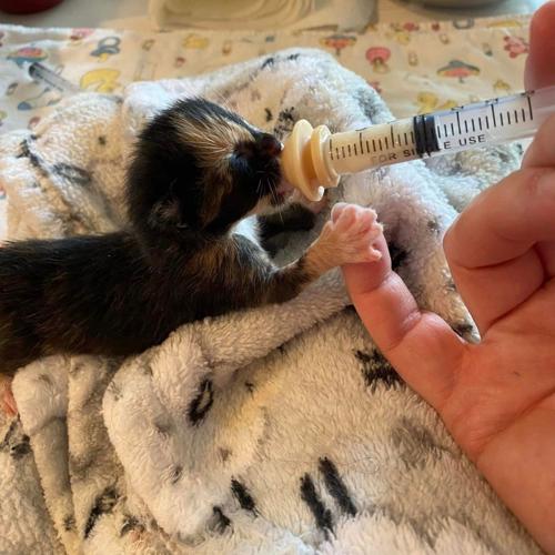 Neonatal kitten requiring foster care via NHS.jpg