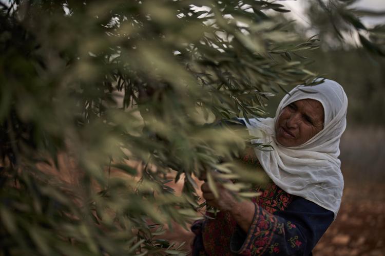 Photos show a Palestinian woman’s olive harvest interrupted by approaching Israeli settlers