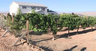 Why Backyard Vineyards Hope To Soon Become Commercial Wineries