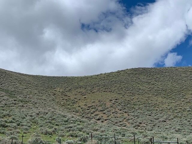 sheep grazing carson 2.jpg