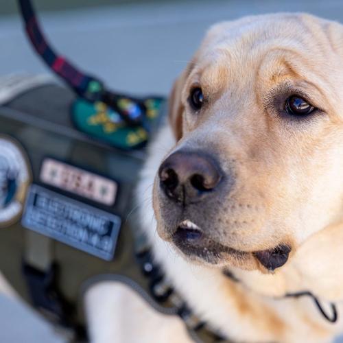 El Dorado Sheriff's Office K9 Cooper 4.jpg