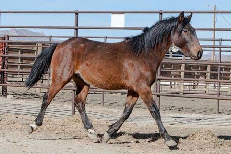 Wild Horse Available for Adoption