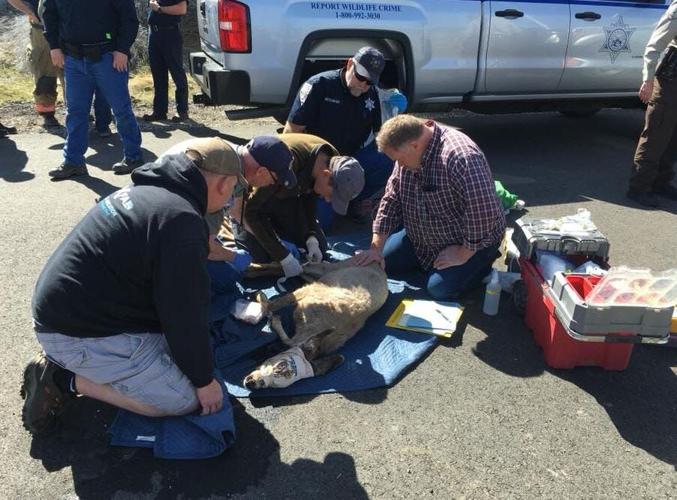 Crews Rescue Deer Trapped in Powerhouse in Verdi; Two Deer Die