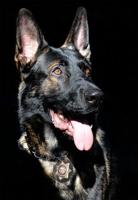 Reno Police Service Dog Dies After Surgery