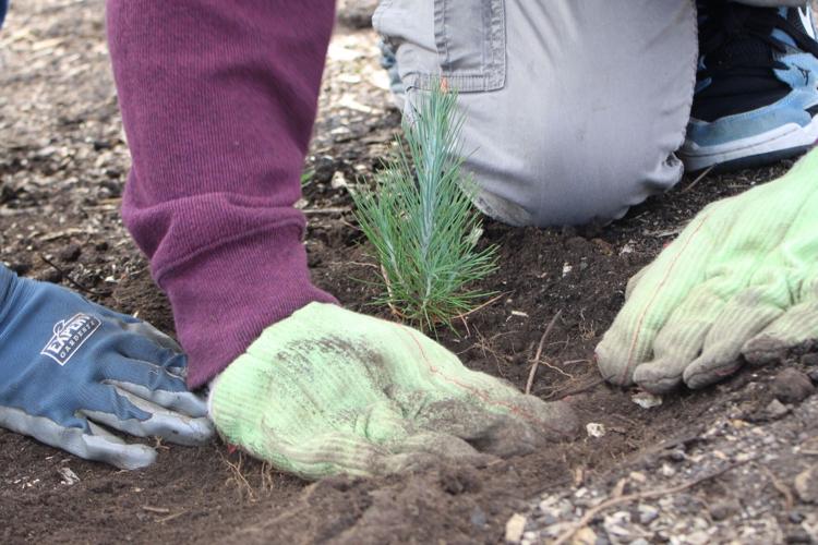 EVMS Students help Restore Davis Burn Area 2