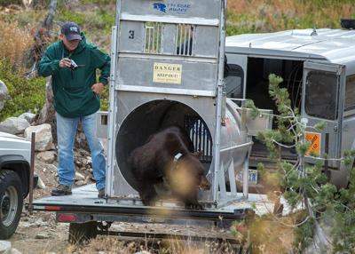 Bear Trapped at Incline Village Released