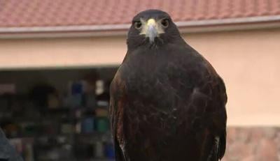 New Business in Reno Offers Pest Control from the Sky