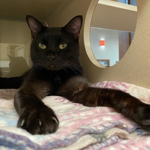 Black cat at NHS.jpg