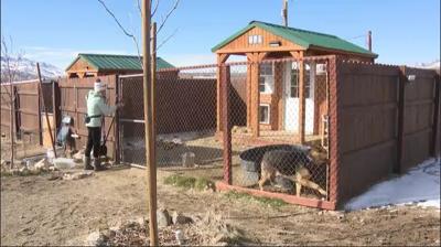 Wylie Animal Rescue Foundation