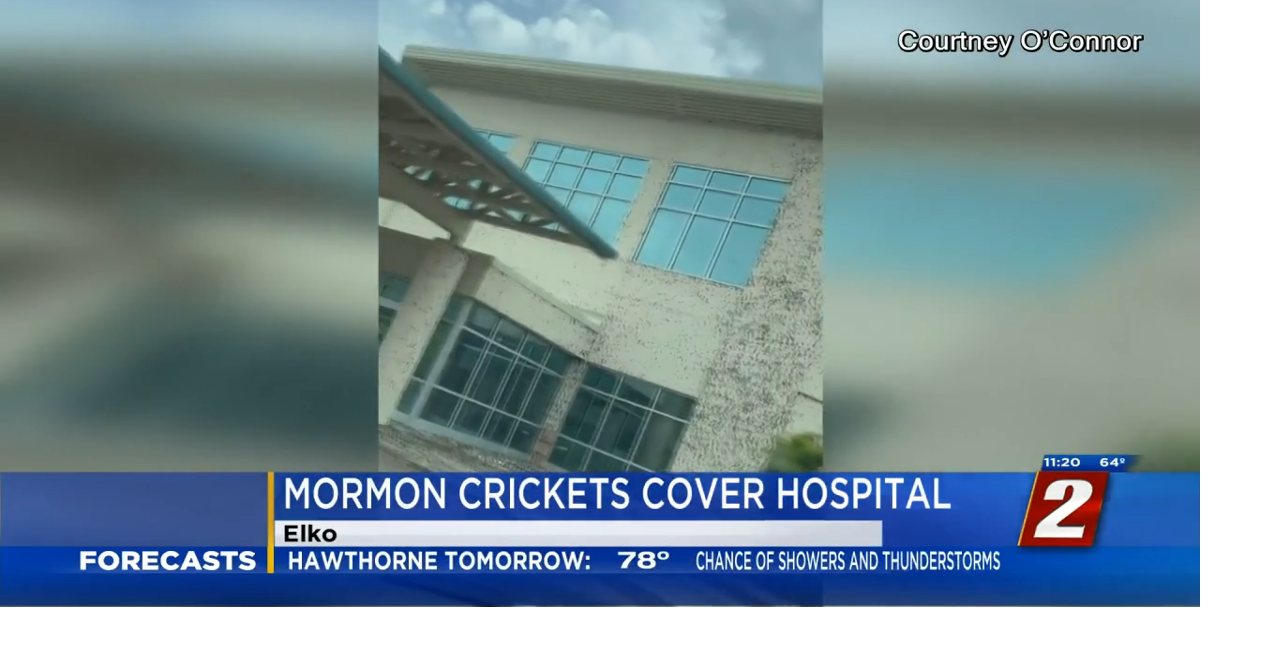 Mormon Crickets Cover Hospital Building in Elko News