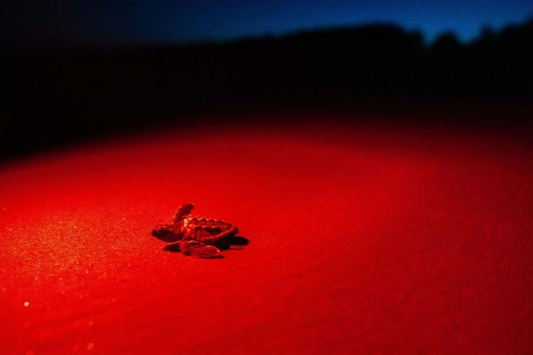 Sea Turtle Nests Record