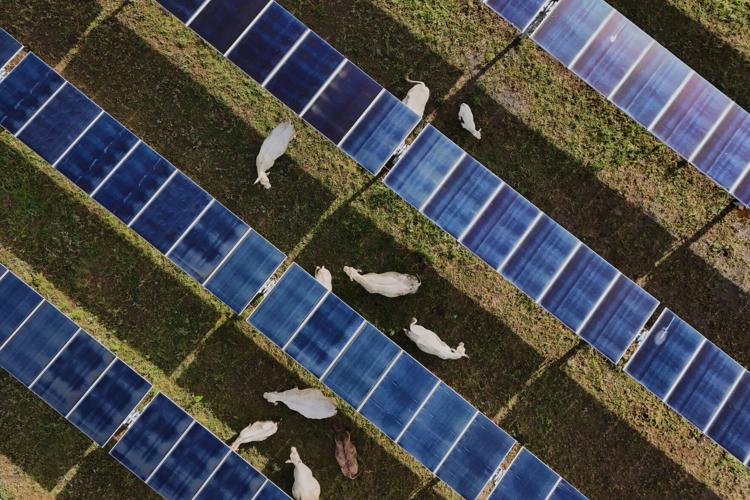 APTOPIX Climate Solar Farm Cattle