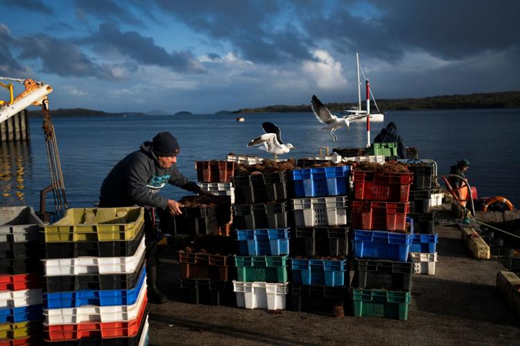 Chile Salmon Farms
