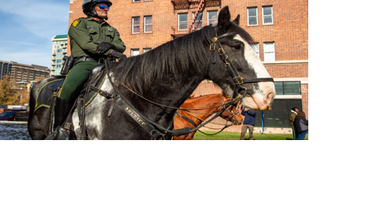Washoe County Sheriff's Office celebrates birthday of Mounted Horse Maximus Aurelius - Vimarsana News