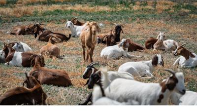 Weed mitigation program in Sparks .jpg