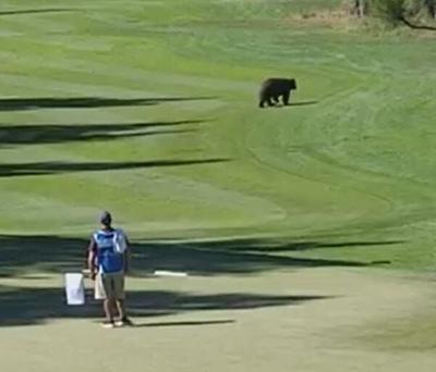 Bear Wanders Onto Barracuda Championship Golf Course in Truckee