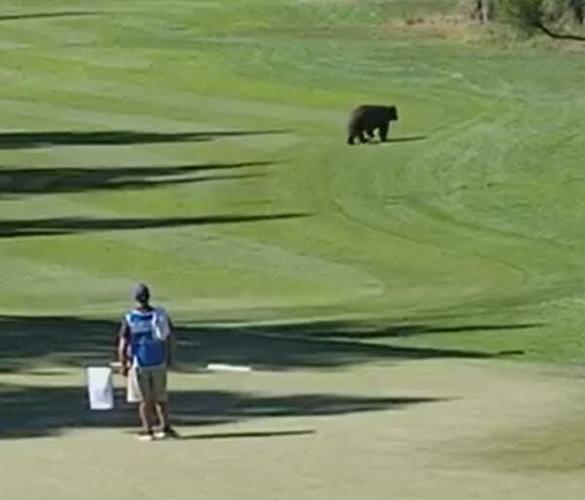 Bear Wanders Onto Barracuda Championship Golf Course in Truckee