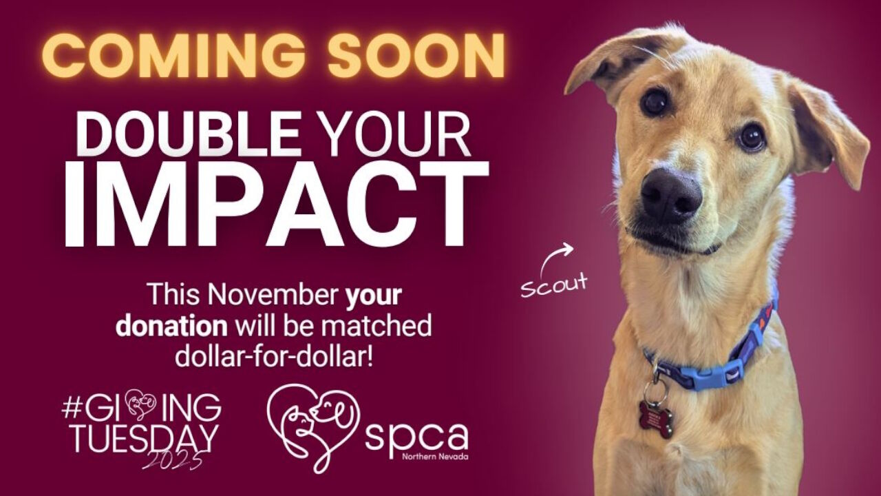 Local puppy at Puppy Bowl- 12p, image size:1280x720