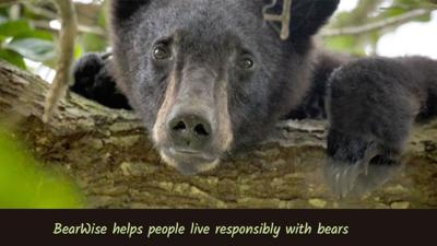 BearWise