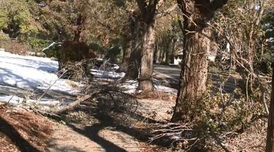 Why So Many Trees Went Down With Last Storm