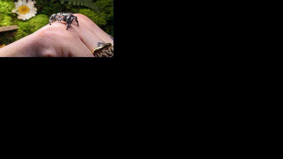 Jumping Spider