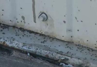Spanish Springs Neighborhood Experiences Bug Infestation