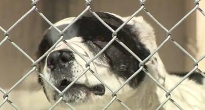 Washoe County Animal Shelter Facing a Capacity Crisis Again