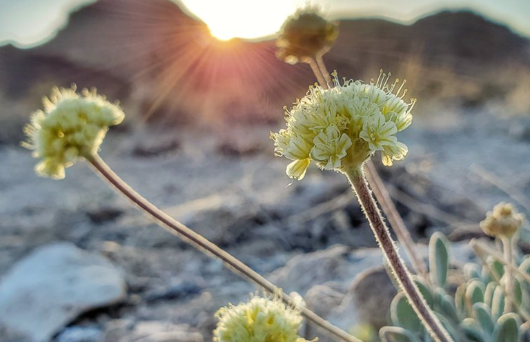 endangered wildflower.PNG