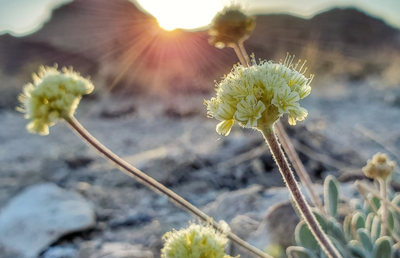 endangered wildflower.PNG