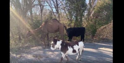 Camel, Cow, Donkey Found Roaming Together Along Kansas Road