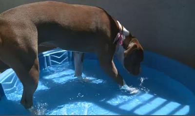 Helping Pets Beat the Heat