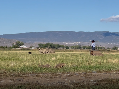 sheep herding.PNG