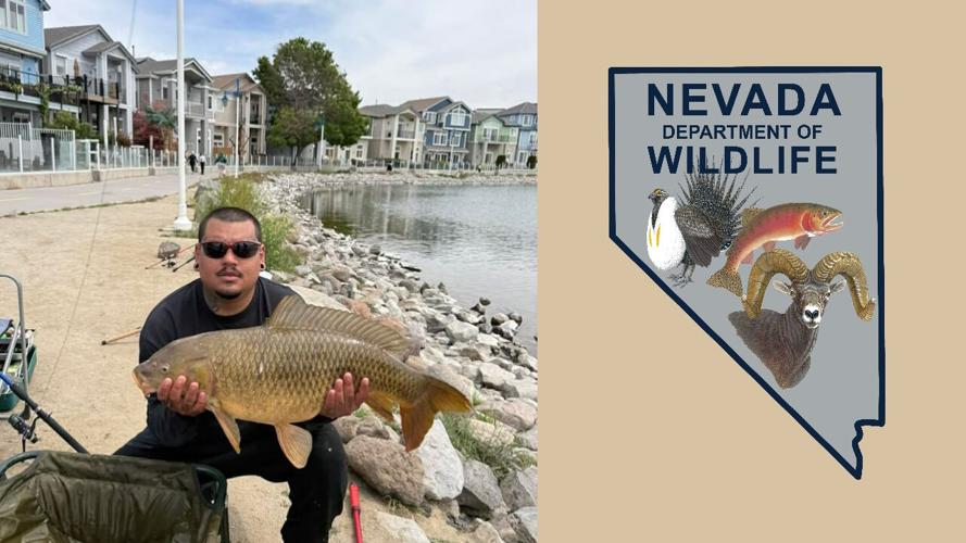 Sparks Marina fisherman catches large carp - NDOW.jpg