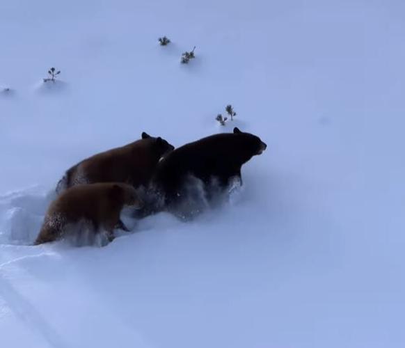 Bears at Heavenly Mountain Resort