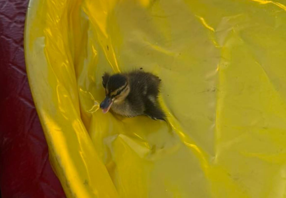 Reno firefighters rescue ducklings from storm drain | Local News ...