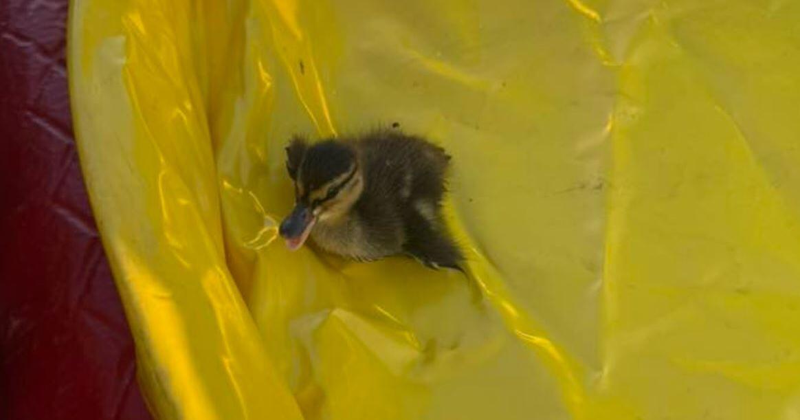 Reno firefighters rescue ducklings from storm drain | Local News ...