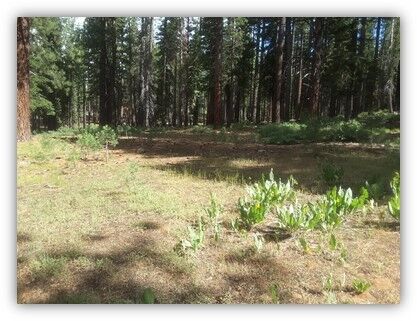 LTBMU High Meadows Acq Aug-2021 B (002).jpg